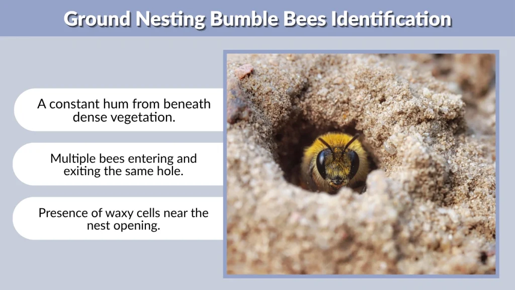 Ground Nesting Bumble Bees Identification