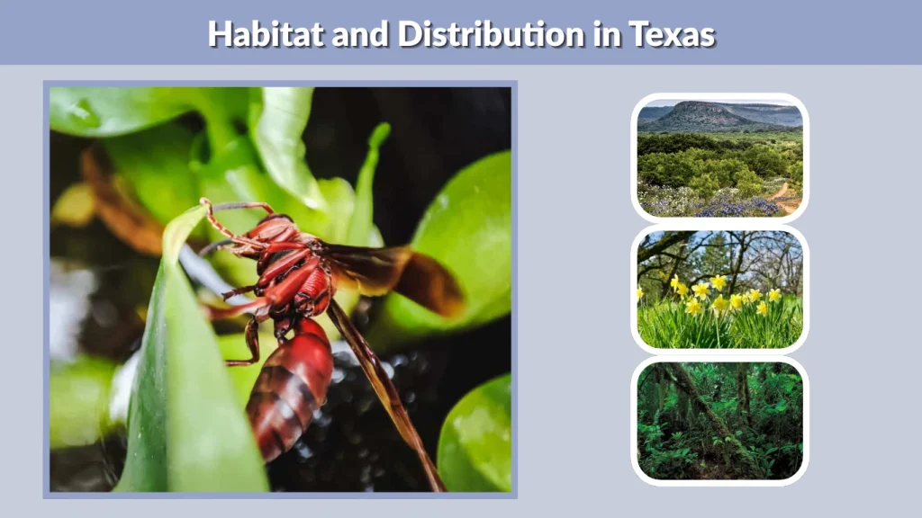 Habitat and Distribution in Texas