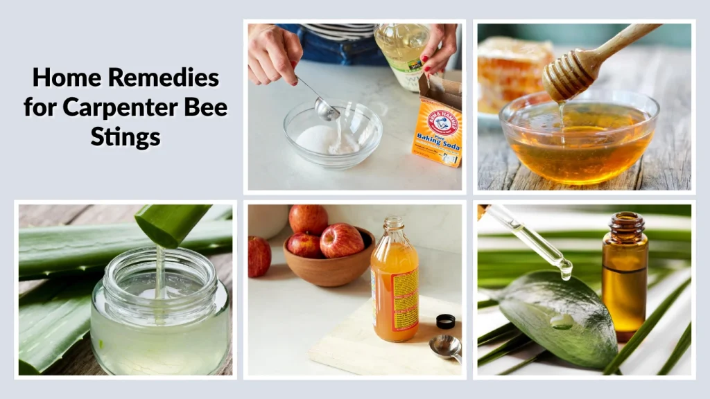 Home Remedies for Carpenter Bee Stings