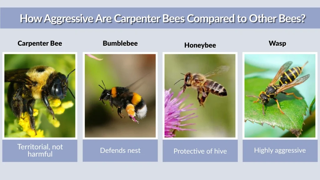 How Aggressive Are Carpenter Bees Compared to Other Bees