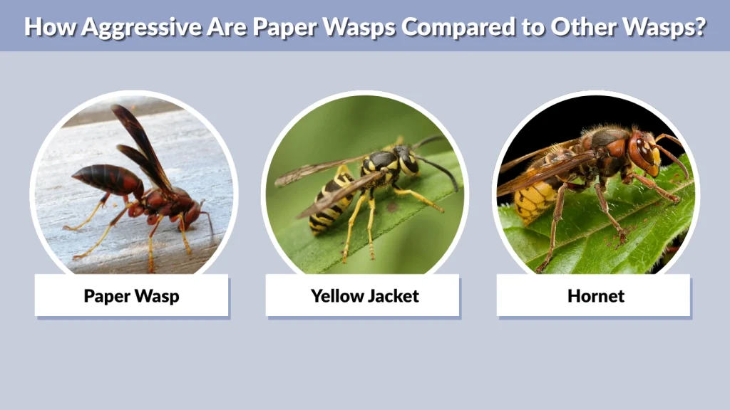 How Aggressive Are Paper Wasps Compared to Other Wasps