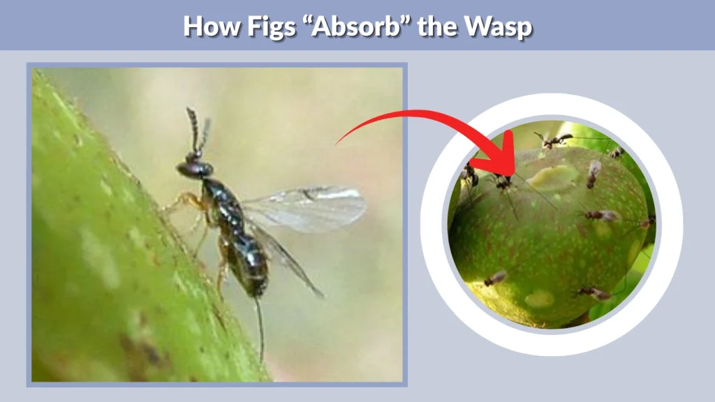 How Figs “Absorb” the Wasp