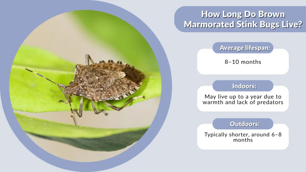 How Long Do Brown Marmorated Stink Bugs Live