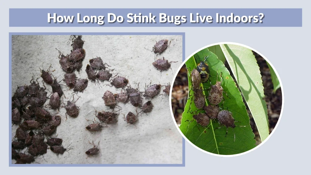 How Long Do Stink Bugs Live Indoors
