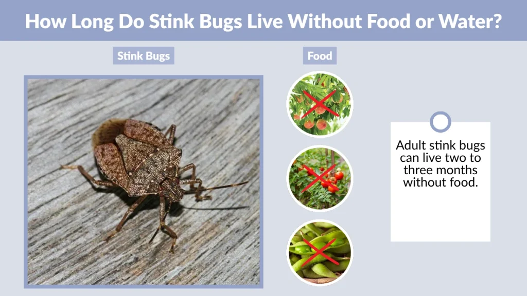 How Long Do Stink Bugs Live Without Food or Water
