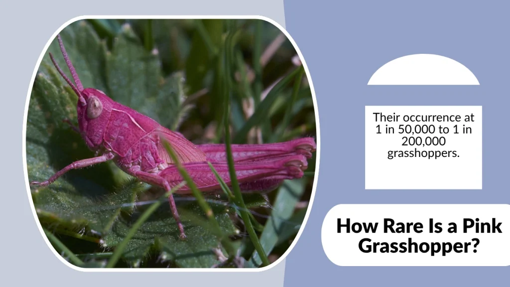 How Rare Is a Pink Grasshopper