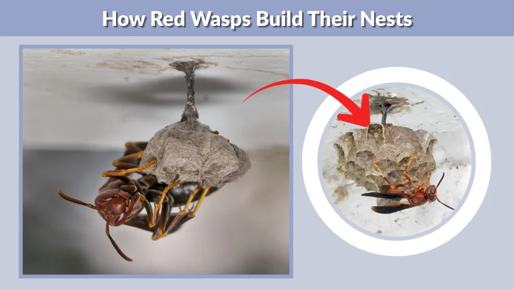 How Red Wasps Build Their Nests