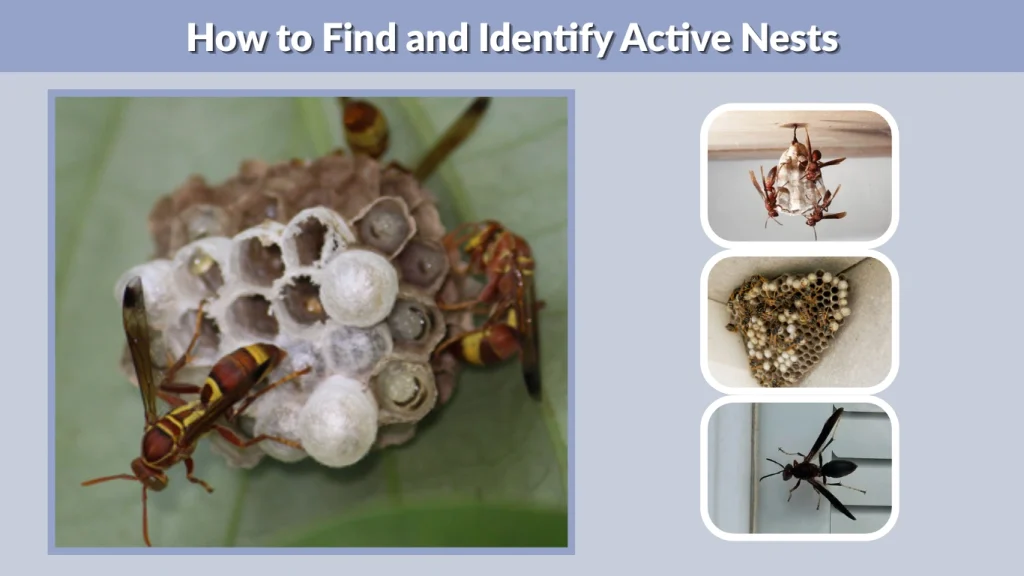 How to Find and Identify Active Nests