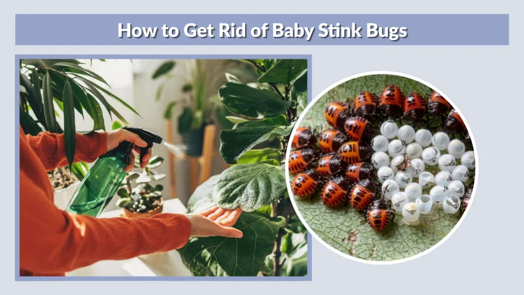 How to Get Rid of Baby Stink Bugs