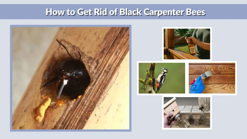 How to Get Rid of Black Carpenter Bees