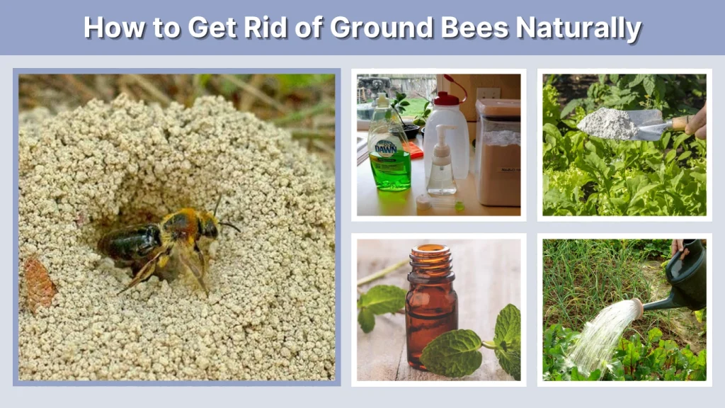 How to Get Rid of Ground Bees Naturally