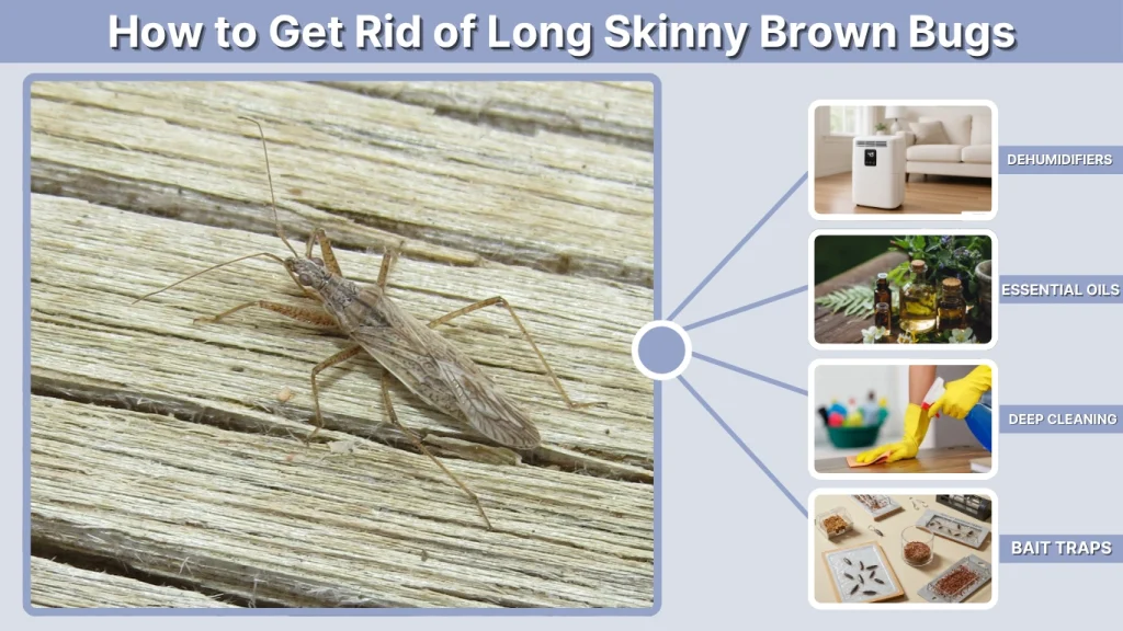 How to Get Rid of Long Skinny Brown Bugs