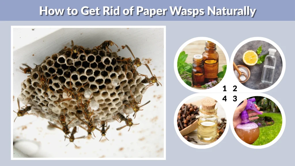 How to Get Rid of Paper Wasps Naturally