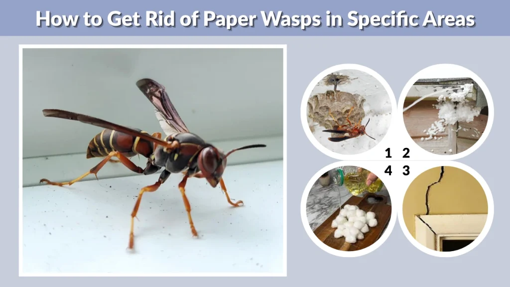 How to Get Rid of Paper Wasps in Specific Areas