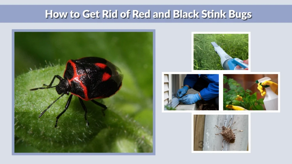 How to Get Rid of Red and Black Stink Bugs