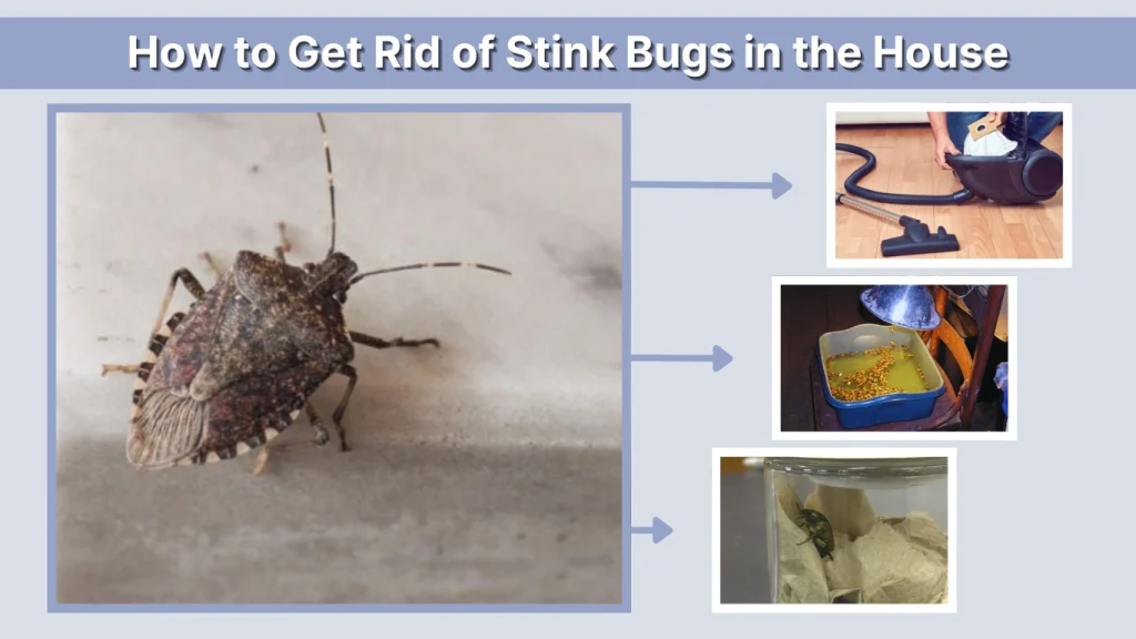 How to Get Rid of Stink Bugs in the House
