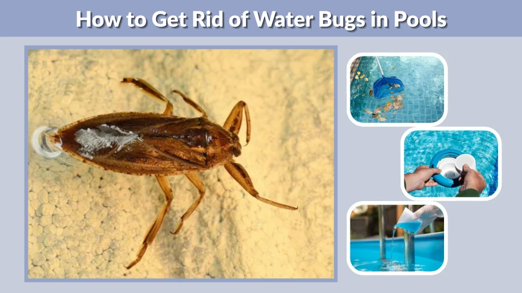 How to Get Rid of Water Bugs in Pools