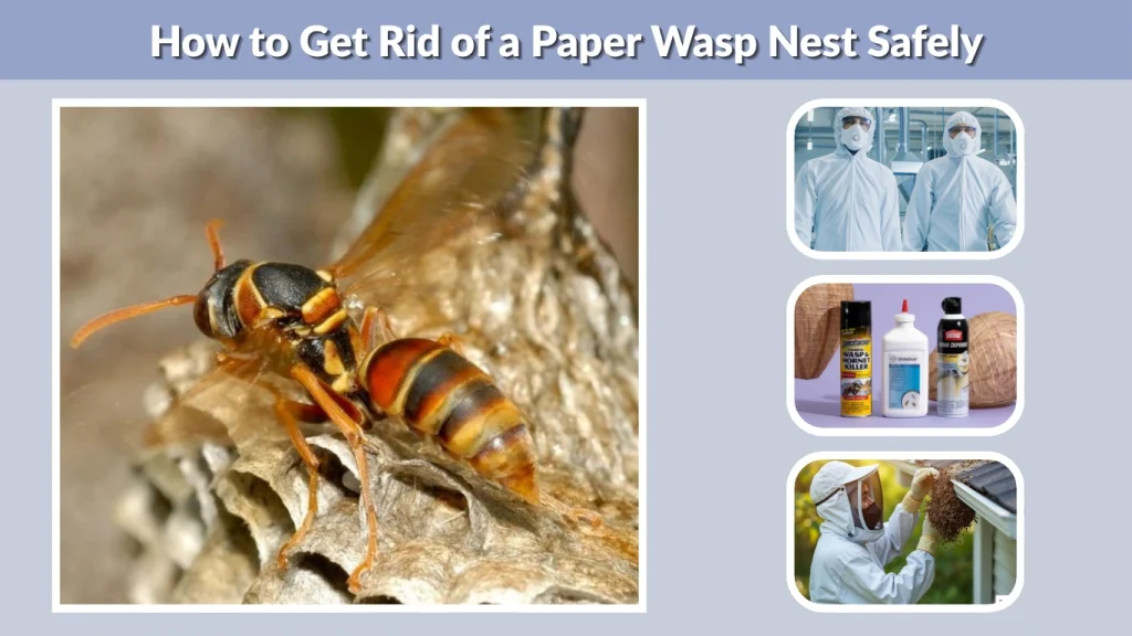 How to Get Rid of a Paper Wasp Nest Safely
