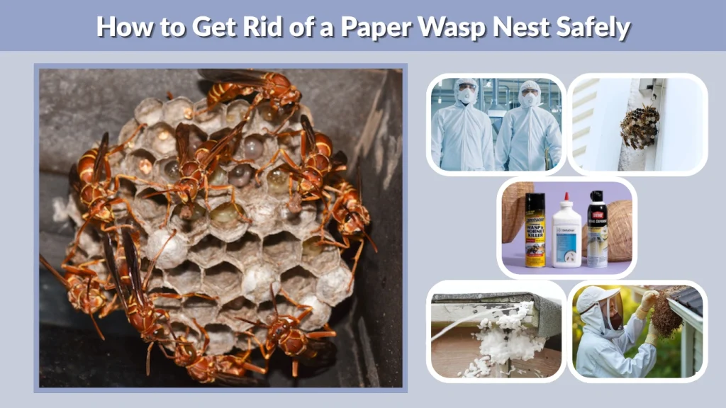How to Get Rid of a Paper Wasp Nest Safely