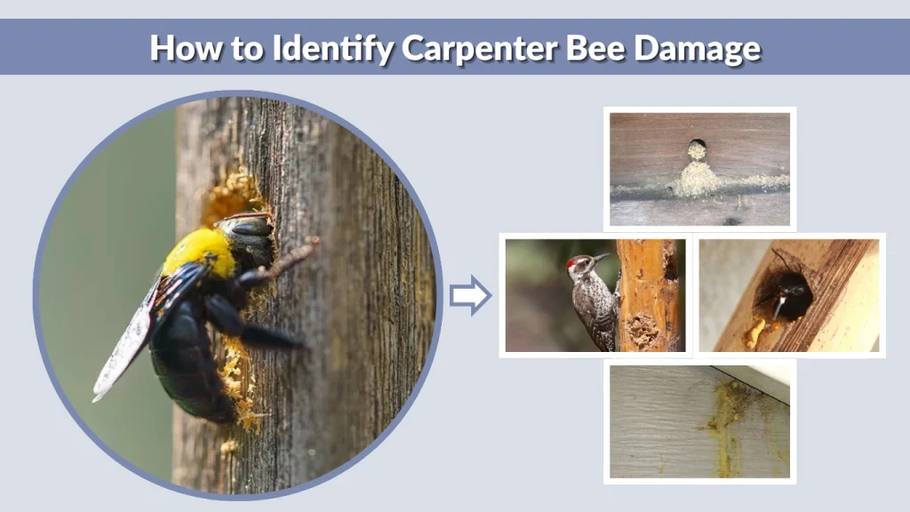 How to Identify Carpenter Bee Damage