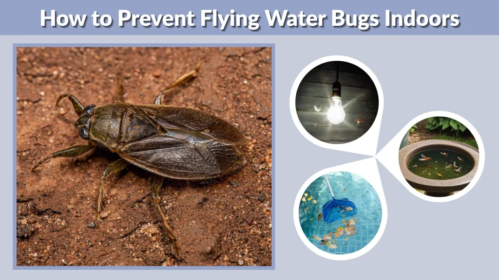How to Prevent Flying Water Bugs Indoors