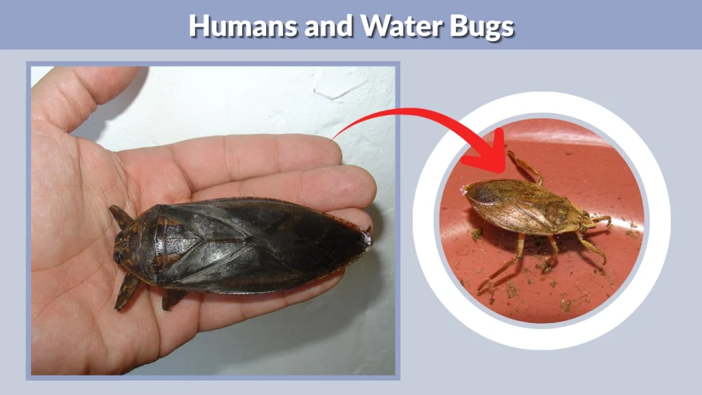 Humans and Water Bugs