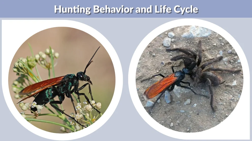 Hunting Behavior and Life Cycle