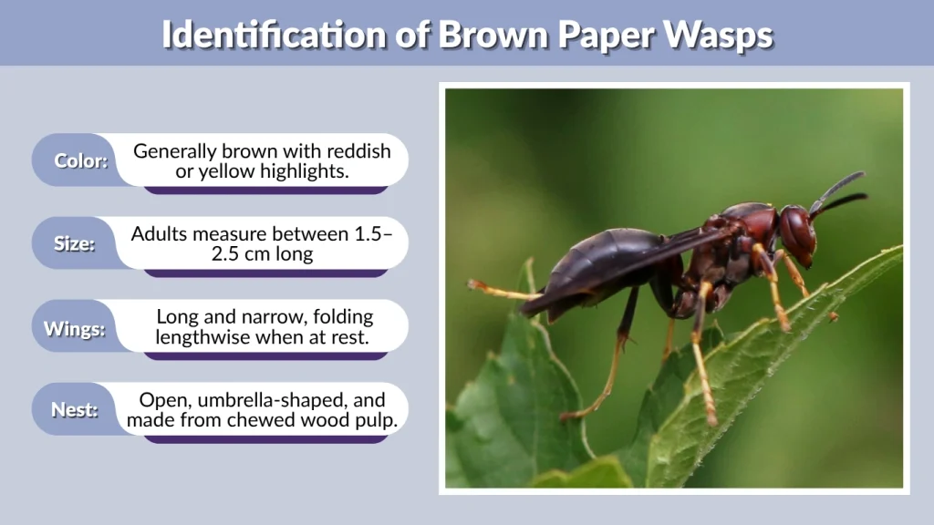 Identification of Brown Paper Wasps