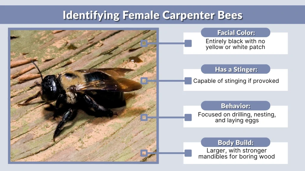 Identifying Female Carpenter Bees
