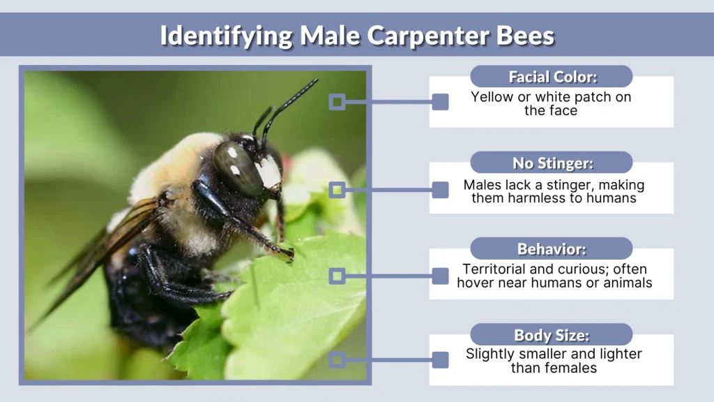 Identifying Male Carpenter Bees