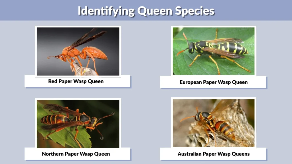 Identifying Queen Species