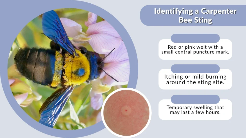 Identifying a Carpenter Bee Sting