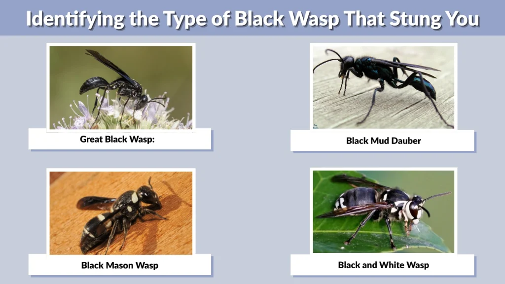 Identifying the Type of Black Wasp That Stung You
