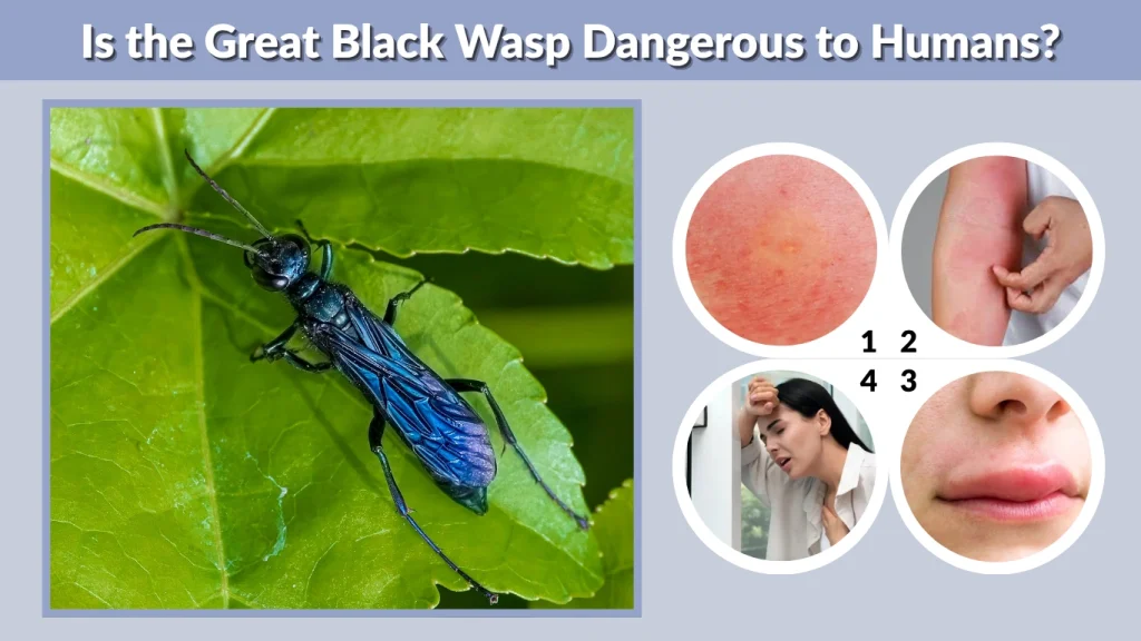 Is the Great Black Wasp Dangerous to Humans