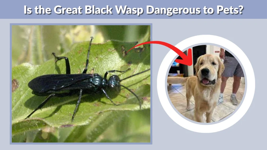 Is the Great Black Wasp Dangerous to Pets