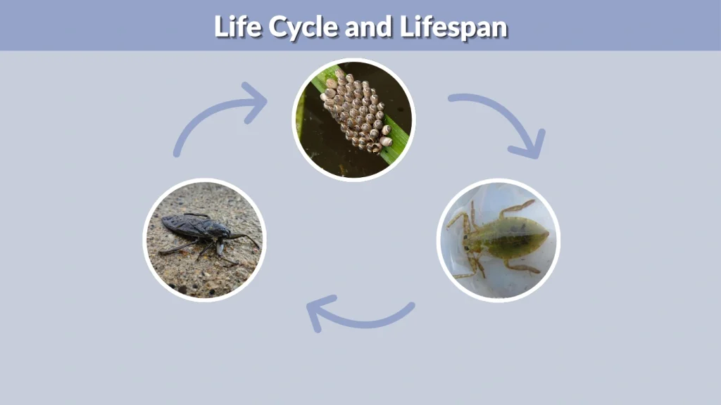 Life Cycle and Lifespan
