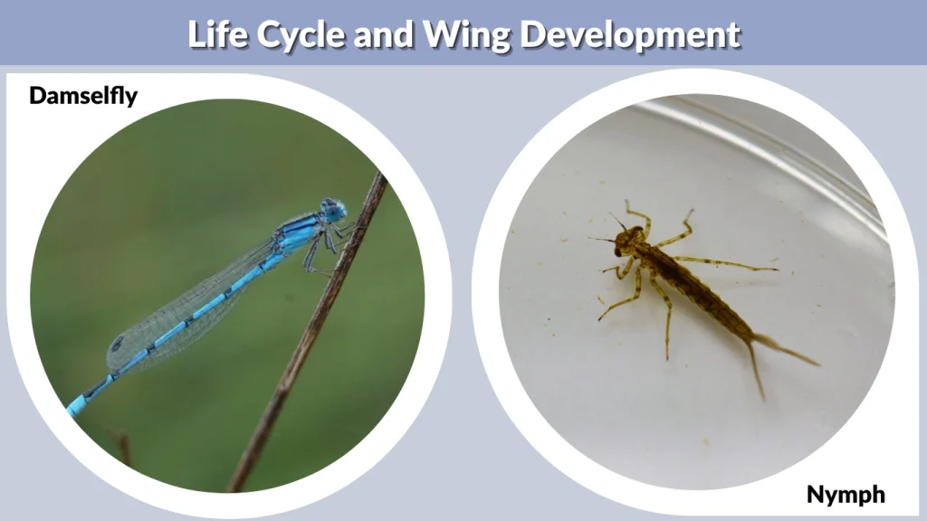 Life Cycle and Wing Development