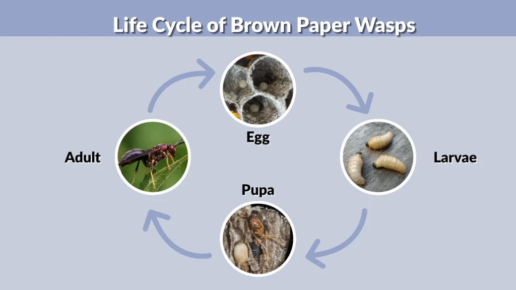 Life Cycle of Brown Paper Wasps