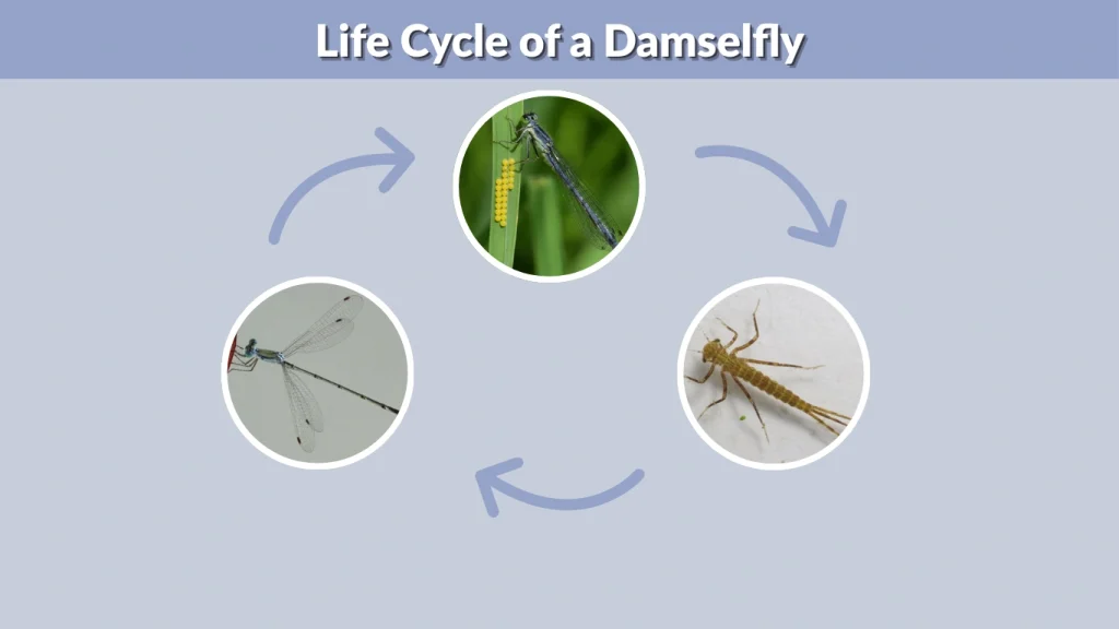 Life Cycle of a Damselfly