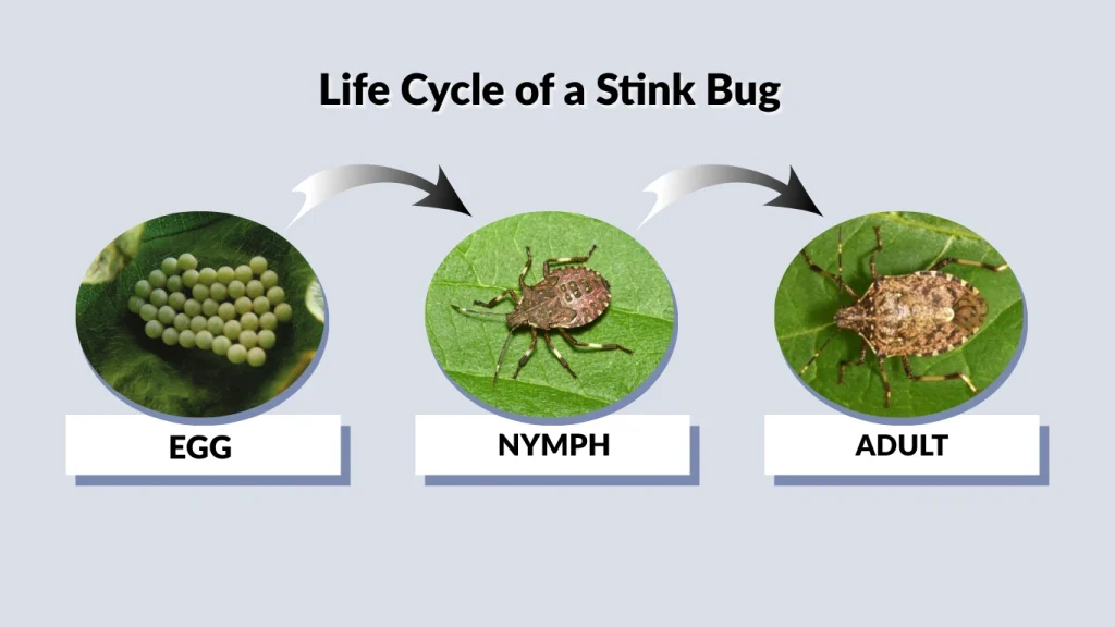 Life Cycle of a Stink Bug