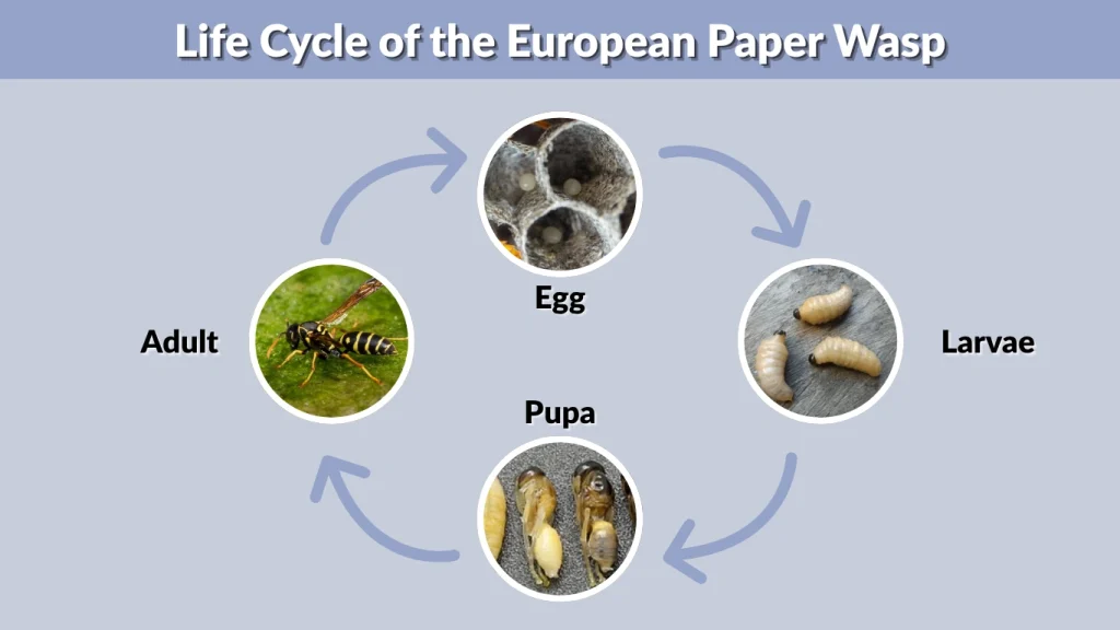 european-paper-wasp-identification-behavior-and-control-guide