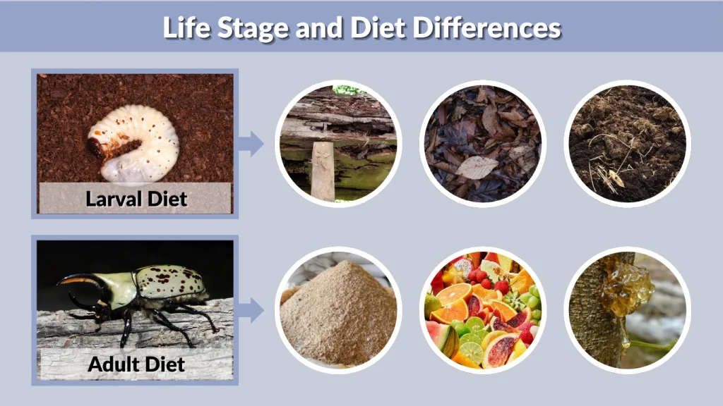 Life Stage and Diet Differences