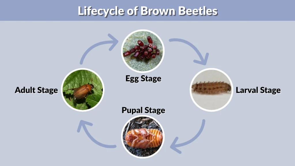 Lifecycle of Brown Beetles