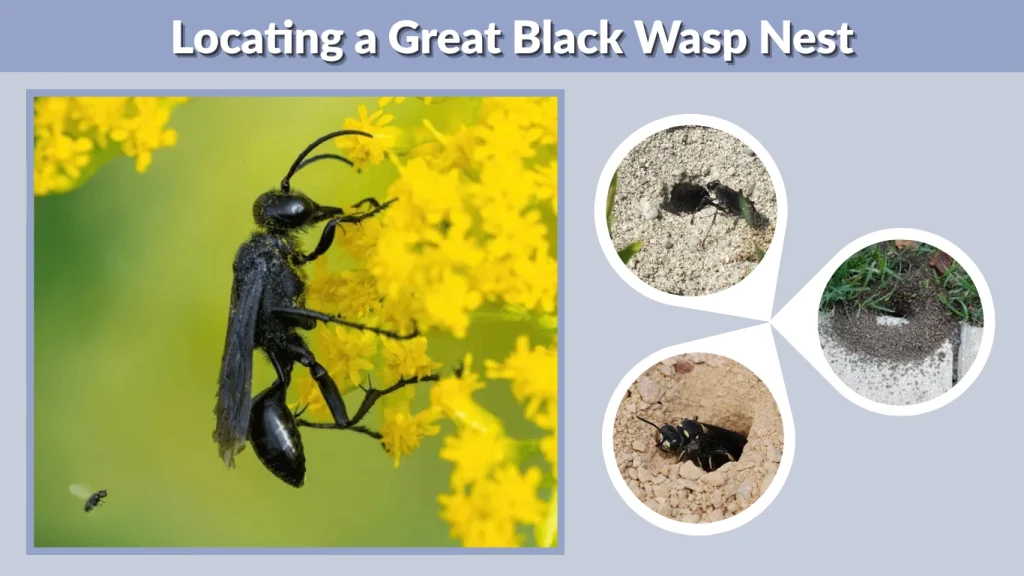 Locating a Great Black Wasp Nest