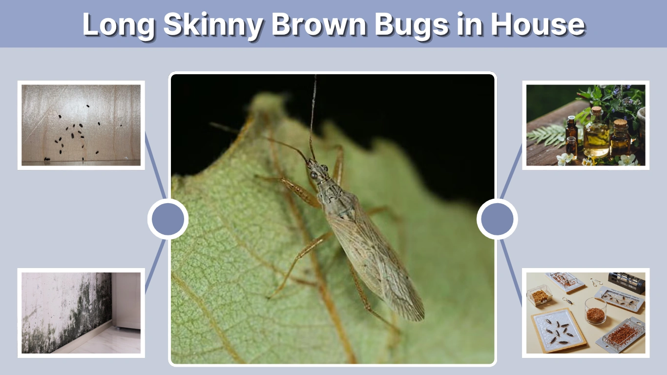 Long Skinny Brown Bugs in House Identification, Causes & Removal
