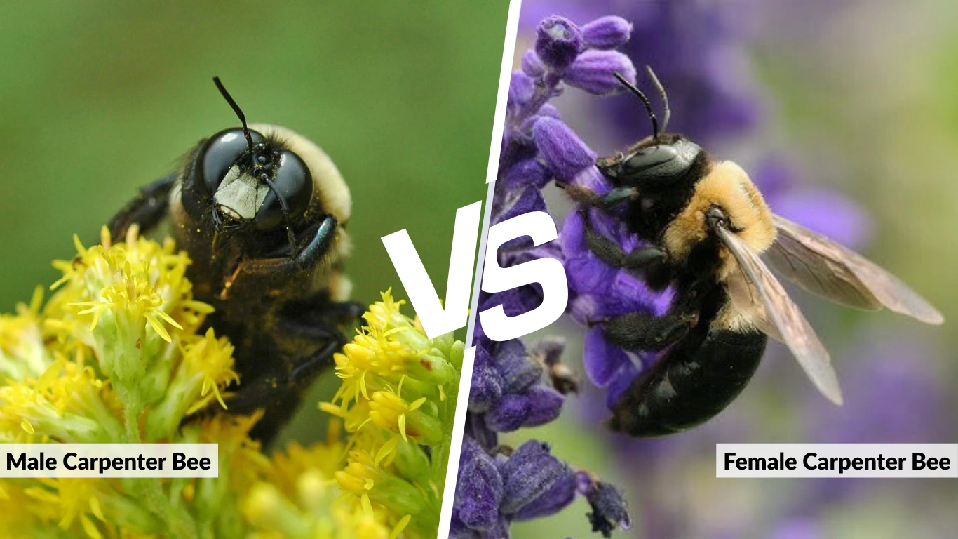 Male vs Female Carpenter Bee How to Tell the Difference