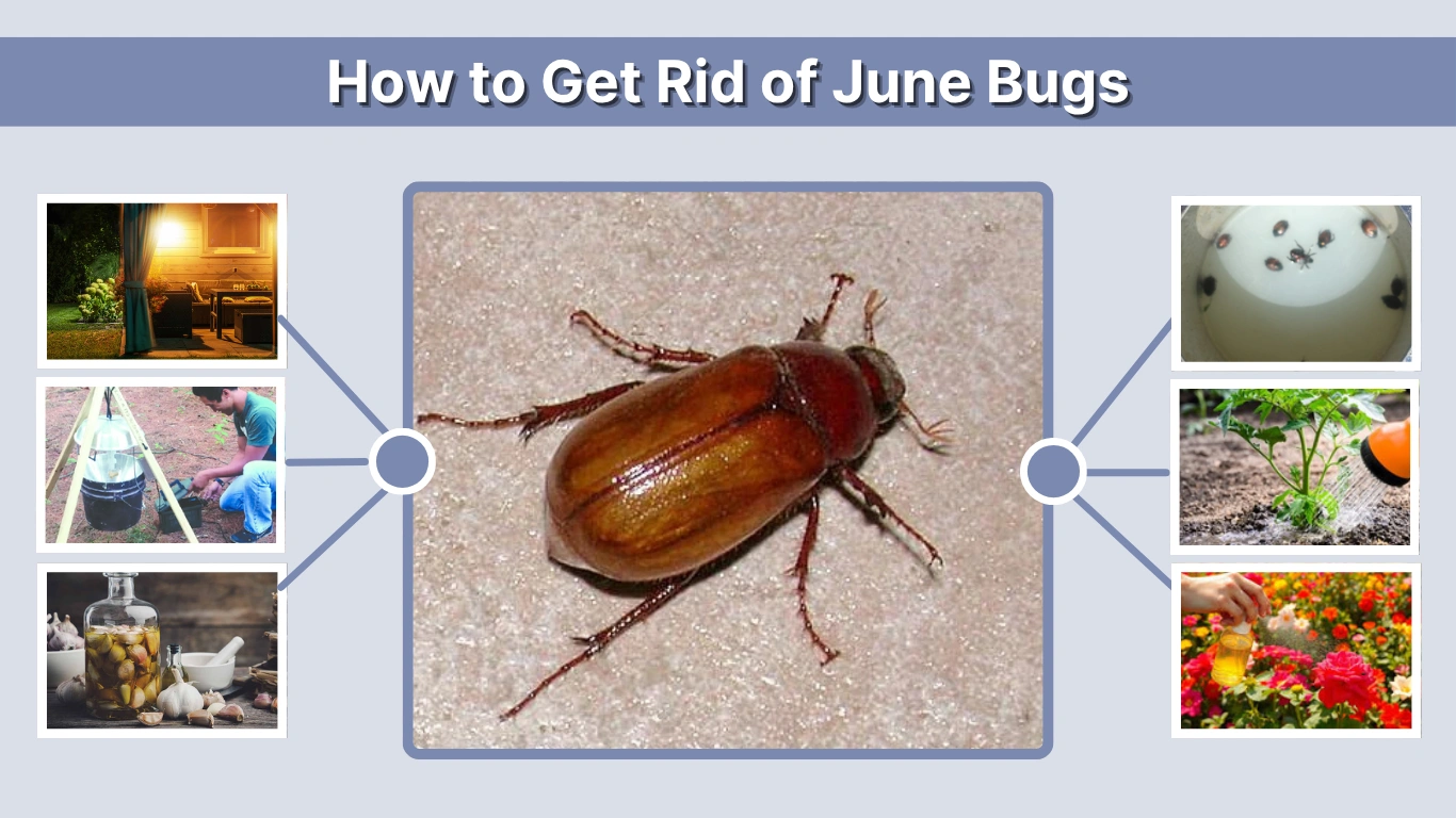 How to Get Rid of June Bugs: Effective Natural and Fast Solutions