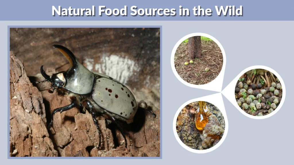 Natural Food Sources in the Wild