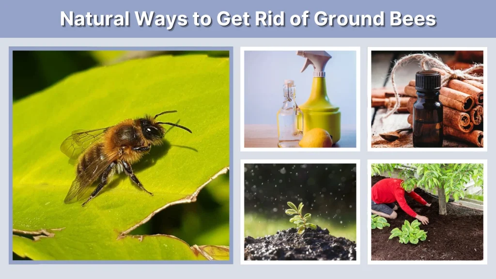 Natural Ways to Get Rid of Ground Bees