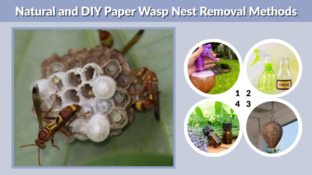 Natural and DIY Paper Wasp Nest Removal Methods
